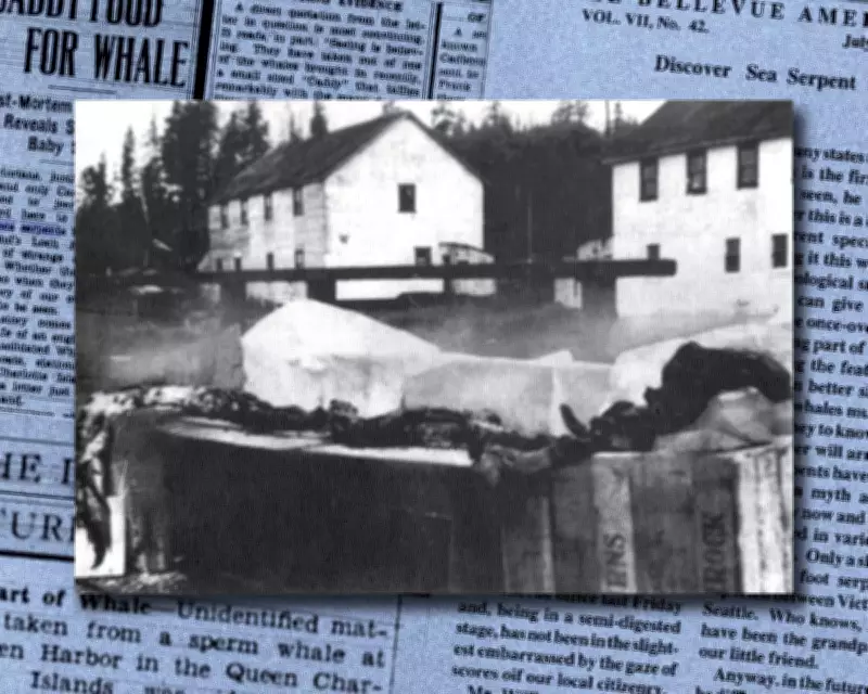 Canadian Marine Mystery: 1937 'Sea Monster' Still Puzzles Experts 90 Years On