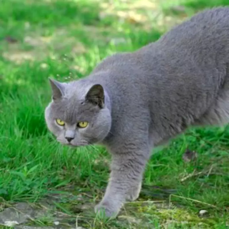 Cat's 'Gift' of Fish Leaves Owner Screaming and Racing for Water