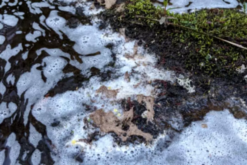 Chemical Spill Devastates River Spey Tributary, Killing Salmon and Wildlife