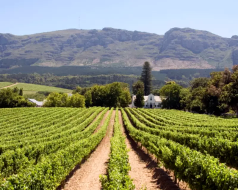 Chenin Blanc: The Chameleon Grape That’s the Tilda Swinton of Wine