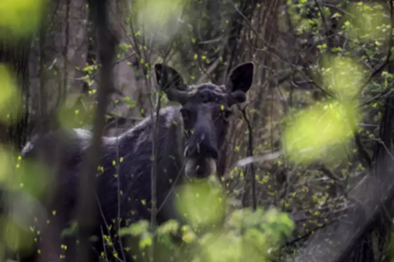 Chernobyl exclusion zone now home to more wildlife than Ukraine's nature reserves