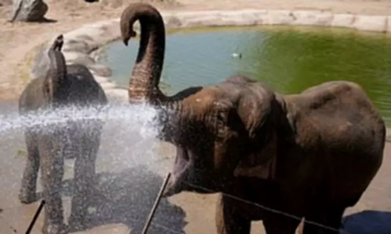 Chester Zoo Animals Cool Off in Record May Heatwave