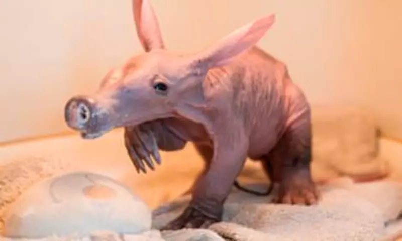 Chester Zoo Celebrates Rare Birth of Second Aardvark Calf Nicknamed Womble