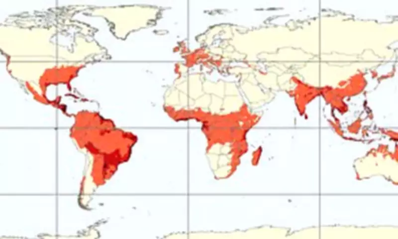 Chikungunya Virus May Spread to Europe and North America Due to Climate Change