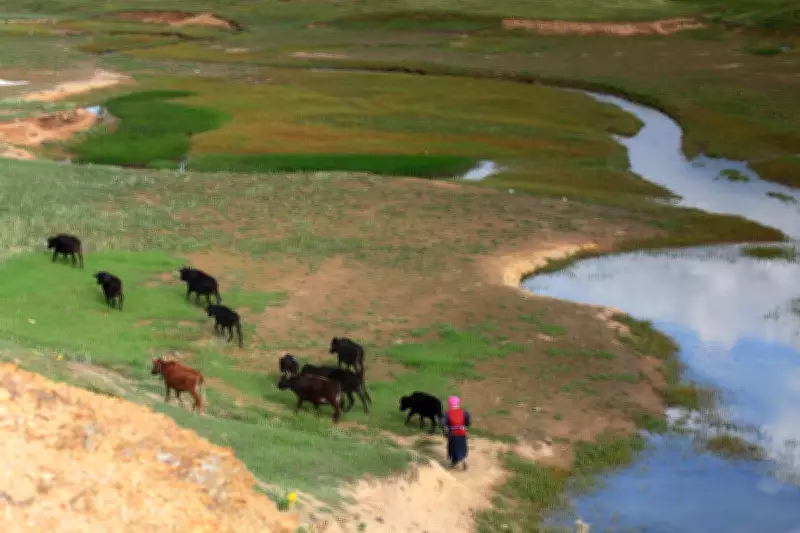 China's viral shepherd job ad gets 59 million views, highlights tough job market