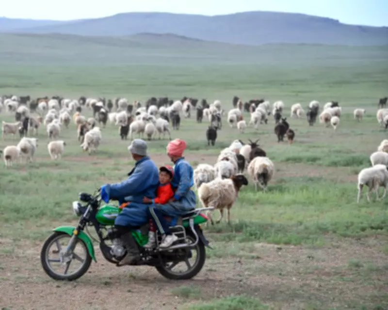 Chinese Shepherds Advert Goes Viral Amid Job Market Strains