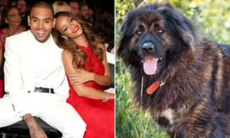 Chris Brown Seeks to Bar Ex-Housekeeper's Evidence in Dog Attack Trial