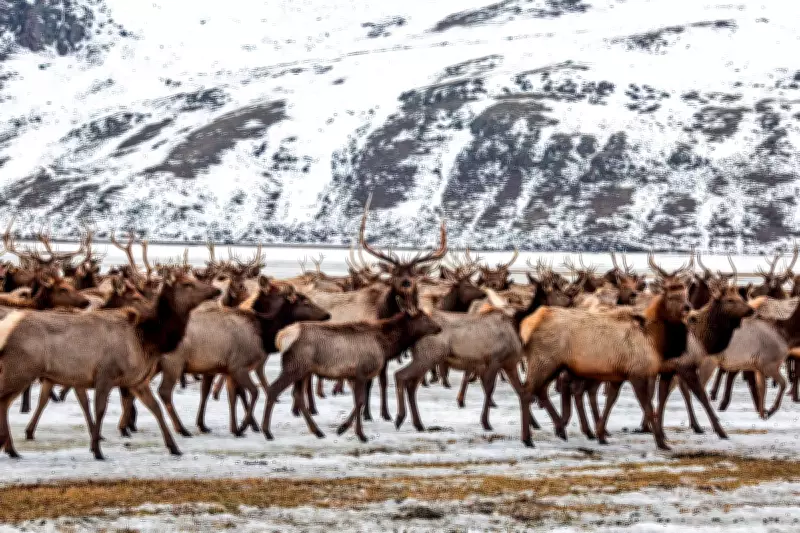 Chronic Wasting Disease Found on National Elk Refuge Sparks Herd Reduction Talks