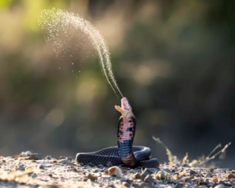 Climate Change Drives Venomous Snakes into Human Areas, Study Warns