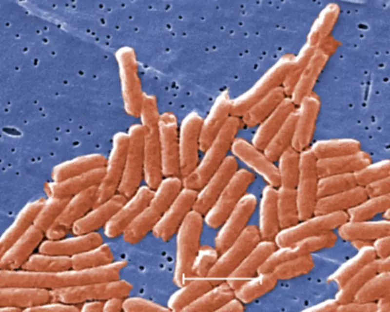 Climate Crisis Accelerates Antibiotic Resistance Globally, Study Finds