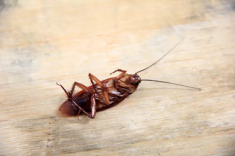 Cockroach Janta Party: India's Youth Turn Insect Symbol into Political Protest