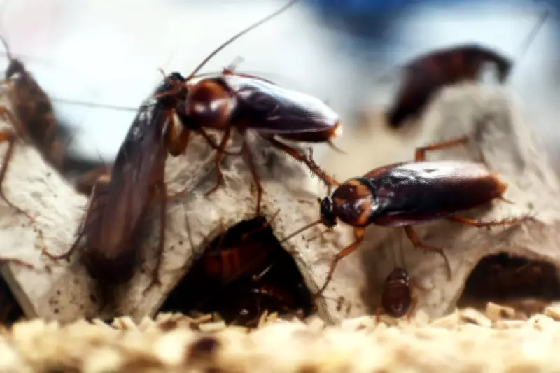 Cockroach Party Unites Millions of Frustrated Indian Youth