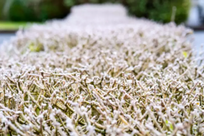 Coldest May Night in Five Years Recorded in UK as Temperatures Plunge