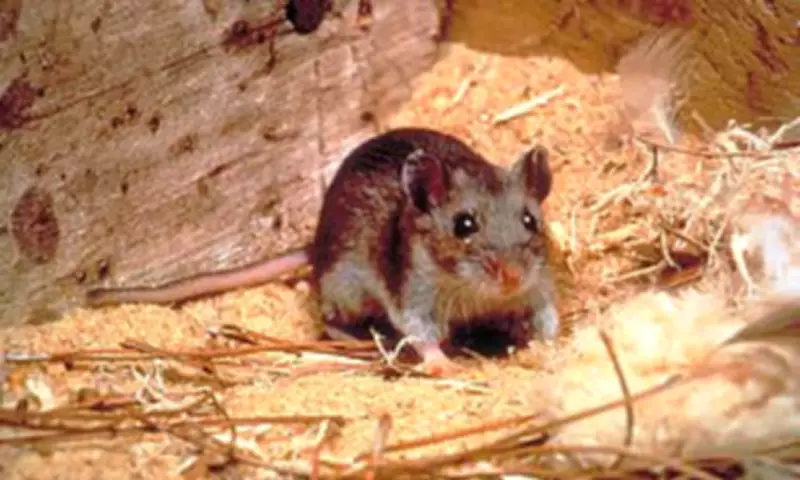 Colorado Resident Dies from Rare Hantavirus Case Unlinked to Cruise Outbreak