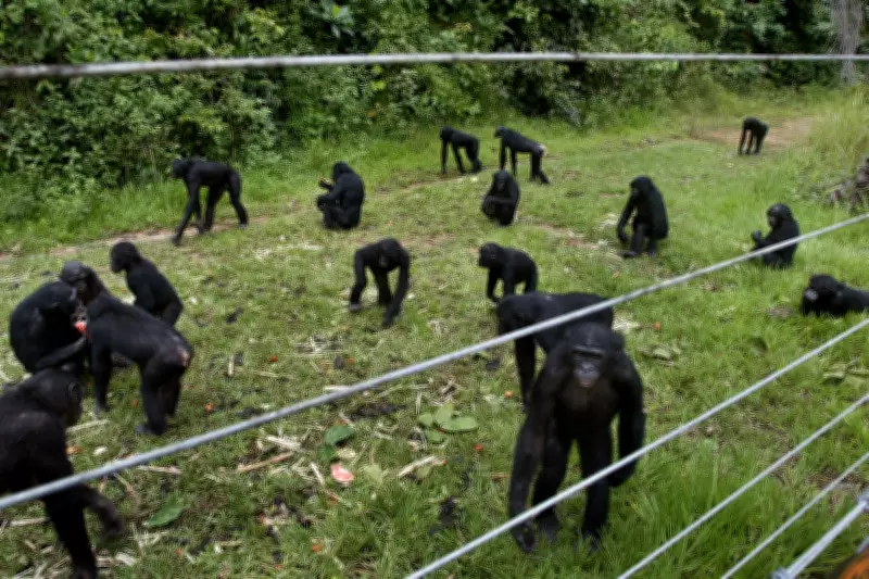 Congo Sanctuary Protects Orphaned Bonobos from Poaching Threat