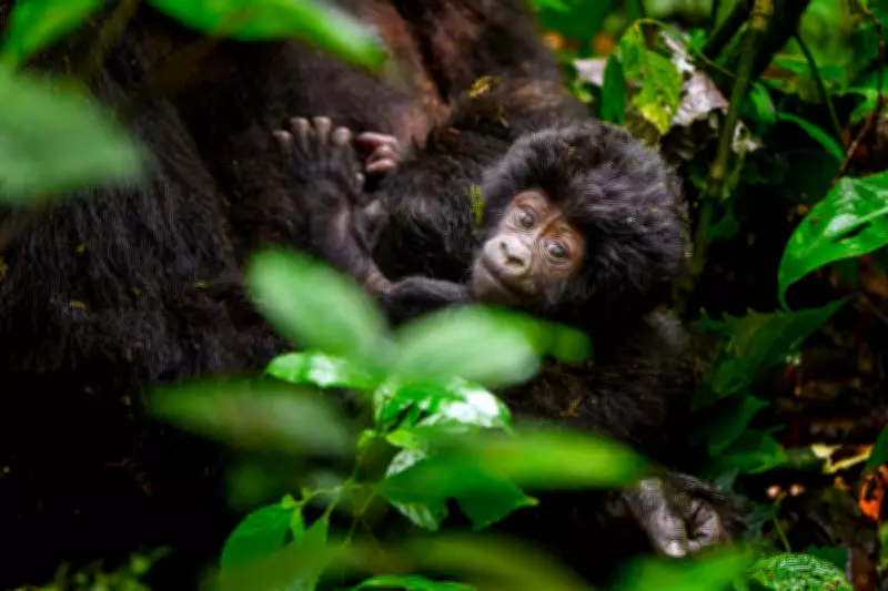 Counting Mountain Gorillas in Uganda: A Census in Pictures