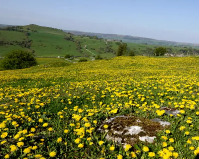 Country Diary: A Golden Spring of Buttercups and Dandelions in Derbyshire