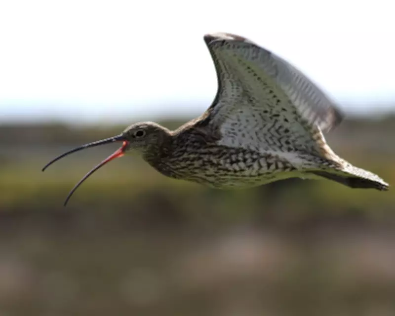 Country Diary: Curlew's Call Echoes Across Anglesey Marsh