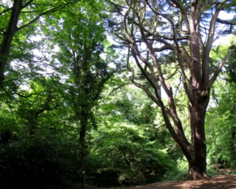 Country Diary: Into the Woods on London's Edge, 1951