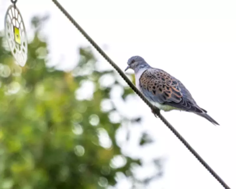 Country Diary: Turtle Dove's Purr Returns to Cambridgeshire Fen