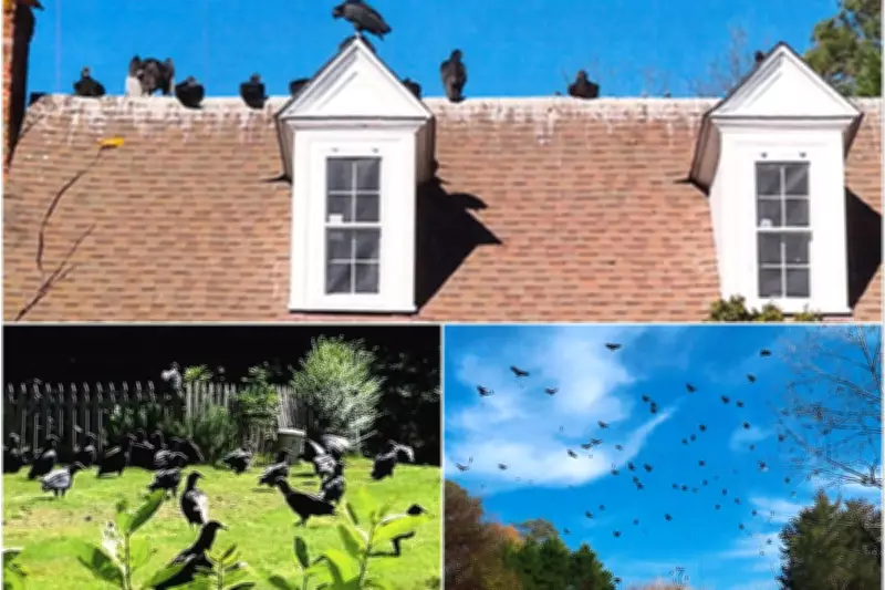 Couple Feeding Vultures Sparks Legal Battle in North Carolina Town