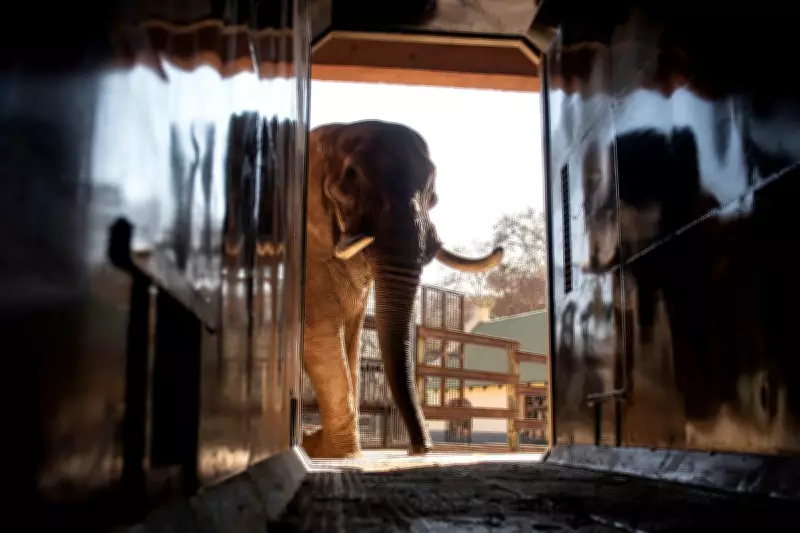 Court to Decide if Three Zoo Elephants Are Depressed in Landmark Case