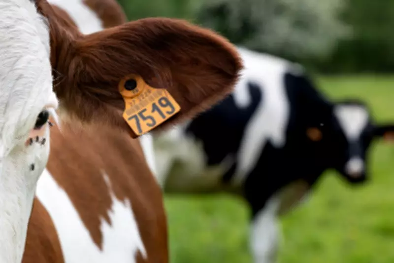 Cow Granted Waste Licence Prompts UK Crackdown on Rogue Operators