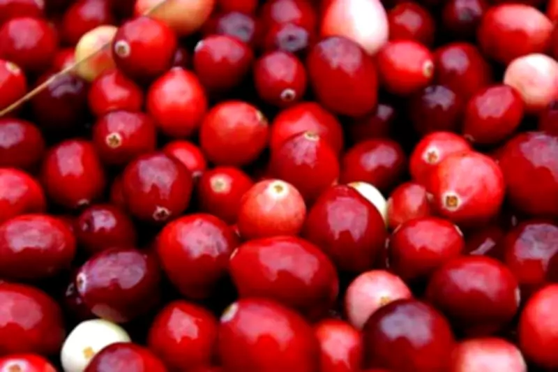 Cranberry Juice Could Boost Antibiotics Against Drug-Resistant Bacteria