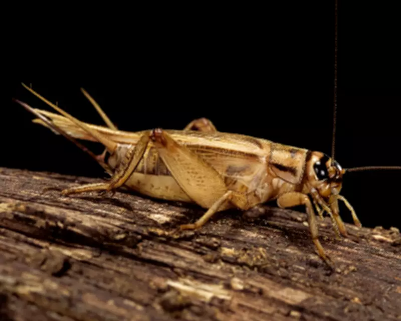 Crickets May Feel Pain, Study Suggests After They Nurse Sore Antennae