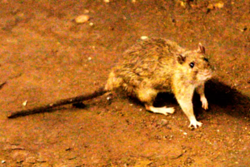 Cruise Ship Hantavirus Outbreak Kills 3 in Atlantic, WHO Reports
