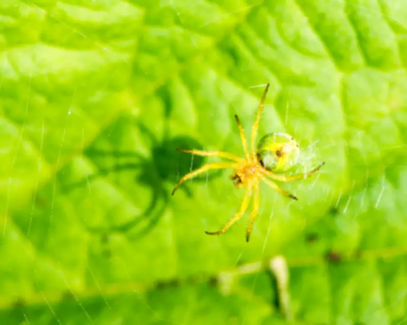 Cucumber Spider Camouflage Revealed in Spring Forest Bathing