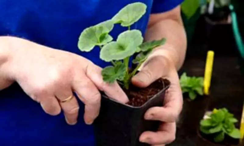 Daily Watering Could Be Killing Your Plants, Which? Warns