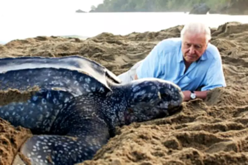 David Attenborough at 100: How He Revolutionised Our View of Nature