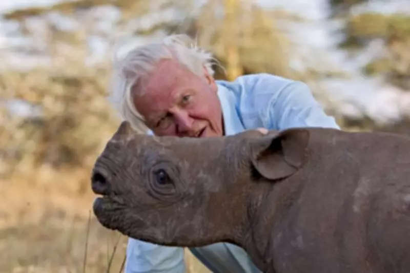 David Attenborough's 100th Birthday: Must-Watch TV Moments