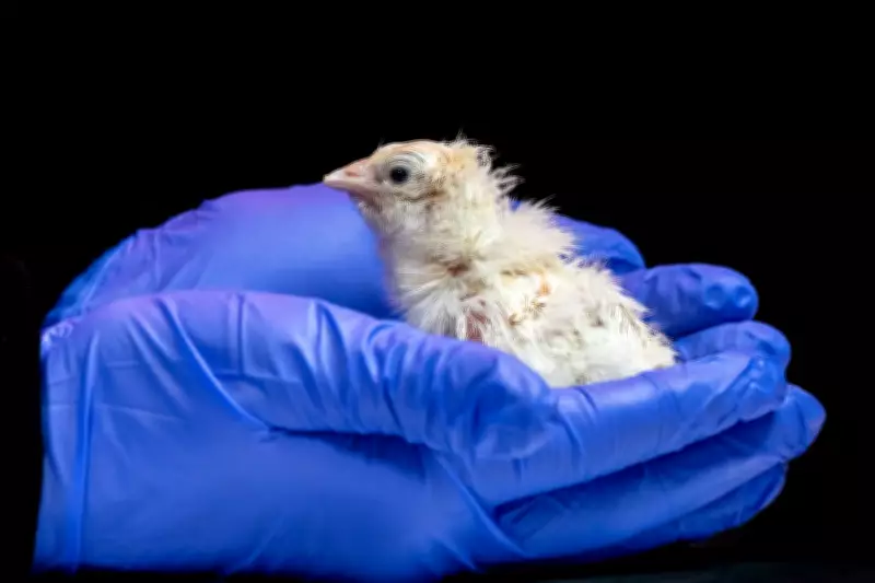 De-Extinction Firm Hatches Chicks from Artificial Eggshell Technology