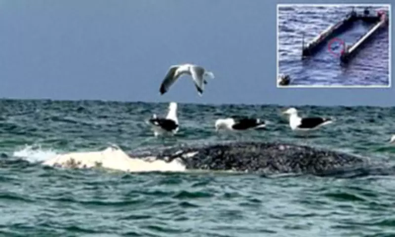 Dead Whale Off Denmark Coast May Be Timmy, Recently Rescued Humpback