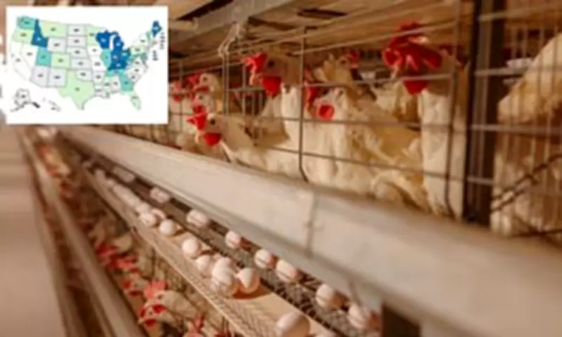 Deadly Antibiotic-Resistant Salmonella Outbreak Linked to Backyard Poultry