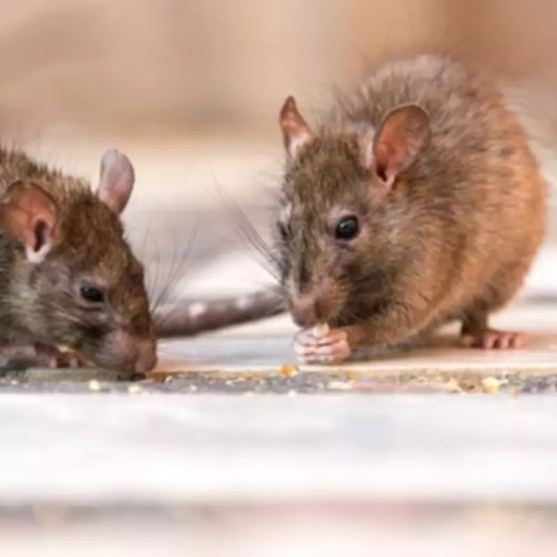 Deadly Hantavirus Outbreak on Cruise Ship: Three Dead, British Man Critical