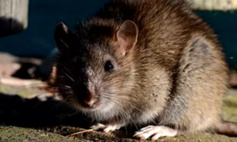 Deadly Rodent Virus Kills Three on Cruise Ship, Briton Critical