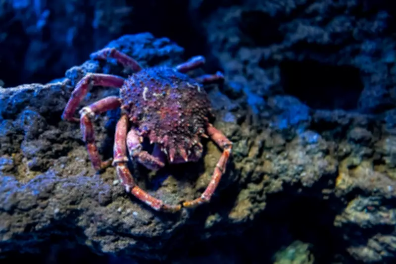Deep-Sea Mining Puts Rare Species at Extinction Risk, Scientists Warn