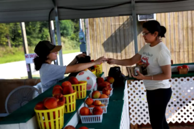 Del Monte Closure Forces Removal of 420,000 Peach Trees in California