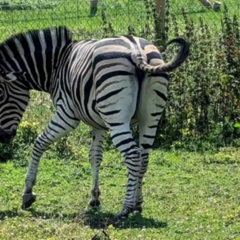 Devon Zoo Closes After 17 Years, Leaving Community 'Devastated'