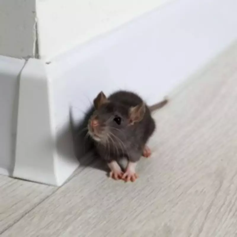 DIY Natural Rat Repellent Spray: 3 Kitchen Staples to Keep Rodents Away