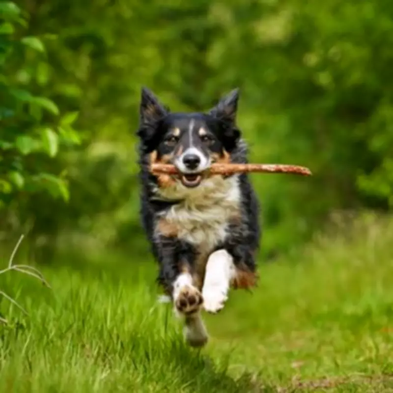 Dog Behaviourist Warns Against 'Super Smart' Breeds for New Owners
