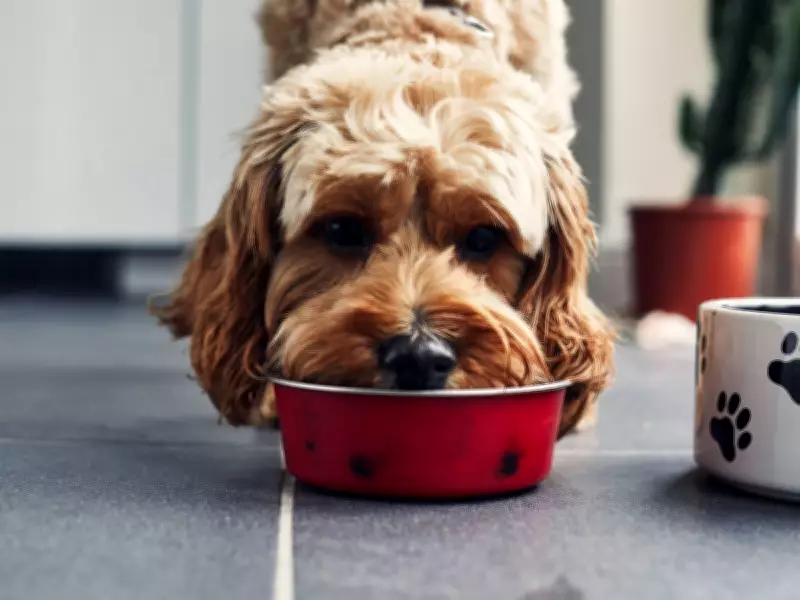Dog bowl hygiene mistake risking your health: simple fix