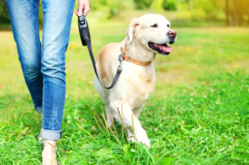 Dog Heat Safety: 11 Essential Tips for Keeping Your Pet Cool in a Heatwave
