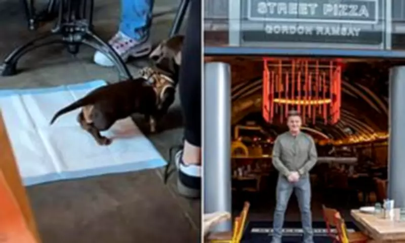 Dog on Training Pad in Gordon Ramsay Restaurant Sparks Outrage
