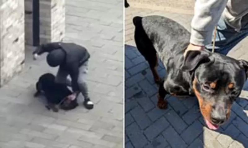Dog Owner Banned for Five Years After Punching and Starving Rottweiler