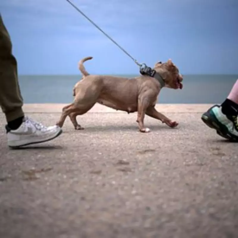 Dog Owners Warned Not to Walk Pets After 9am on Bank Holiday Monday