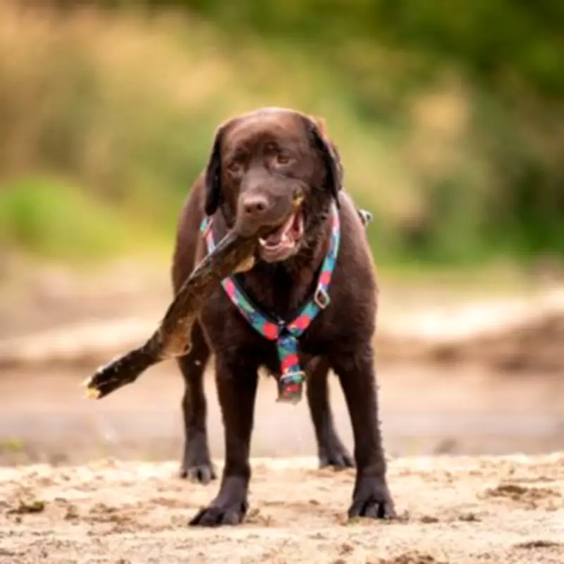 Dog Trainer Claims Vizsla Breed Is Better Than Labrador for Affection